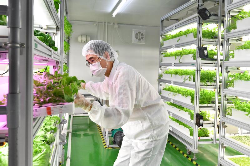 The Controlled Environment Hydroponic Research and Development Centre (Hydroponic Centre), which was jointly initiated by the Agriculture, Fisheries and Conservation Department and the Vegetable Marketing Organization, holds a briefing on new varieties of hydroponic vegetable today (March 9). Photo shows an officer working in the Planting Area of the Hydroponic Centre.