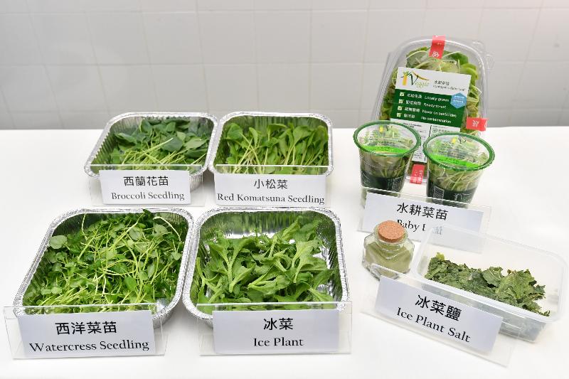 The Controlled Environment Hydroponic Research and Development Centre (Hydroponic Centre), which was jointly initiated by the Agriculture, Fisheries and Conservation Department and the Vegetable Marketing Organization, held a briefing on new varieties of hydroponic vegetable today (March 9). Photo shows the new varieties of vegetables successfully grown by the Hydroponic Centre recently, namely broccoli seedling (back row, left), watercress seedling (front row, left), red komatsuna seedling (back row, centre) and ice plant (front row, centre).