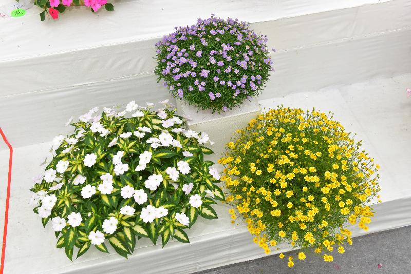 花卉及植物展品比賽是香港花卉展覽的主要活動之一，大會今日（三月十一日）公布比賽的得獎名單。圖為賽馬會學校組全場總冠軍展品。