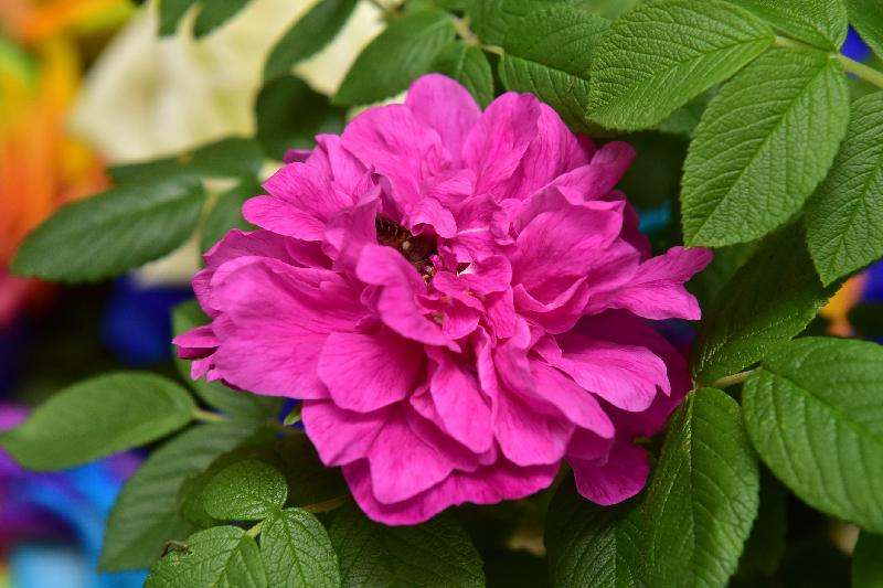 The Hong Kong Flower Show 2017 is currently running at Victoria Park. Visitors can learn about different rose species at the corner for special plants and edible plants located near the showground entrance at Sugar Street. Pictured is Rosa sertata x Rosa rugose, the emblem flower of Lanzhou City of China. Being prolific in flowering, this species has been cultivated for over 200 years. Its rose oil is pure and lightly fragrant, and is often used as an ingredient in food and refined as essential oil.