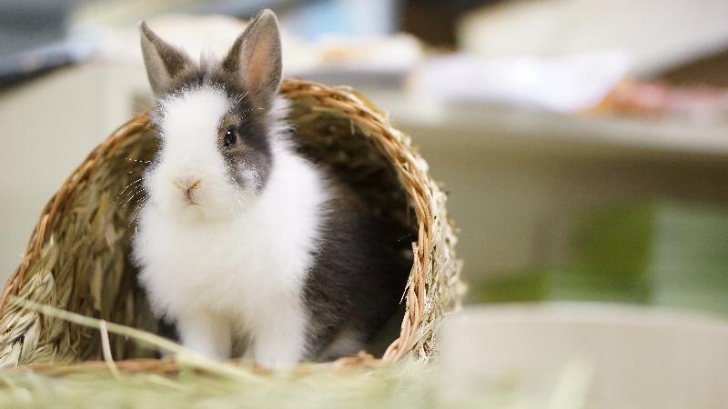 A two-day pet adoption event will be held this weekend (March 25 and 26). Members of the public can meet cats, rabbits and reptiles that are up for adoption at the event.
