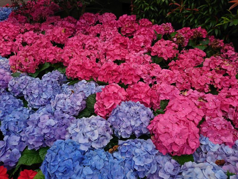 The Leisure and Cultural Services Department will hold Storm the Park Day - Flower Viewing and Sketching@Lai Chi Kok Park in Sham Shui Po District on April 9 (Sunday). People are welcome to join on the spot free of charge. Landscape instructors will lead guided tour participants to appreciate and learn more about different species of flowers and plants. Photo shows hydrangea in Lai Chi Kok Park.