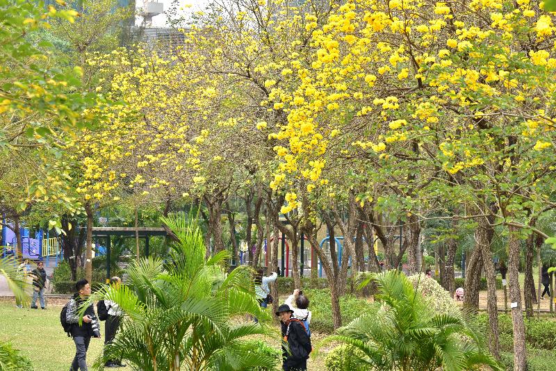 The Leisure and Cultural Services Department will hold Storm the Park Day - Flower Viewing and Sketching@Lai Chi Kok Park in Sham Shui Po District on April 9 (Sunday). Park-goers can also visit Nam Cheong Park to appreciate the blossoming Tabebuia chrysantha amid the flower blooming season of spring.