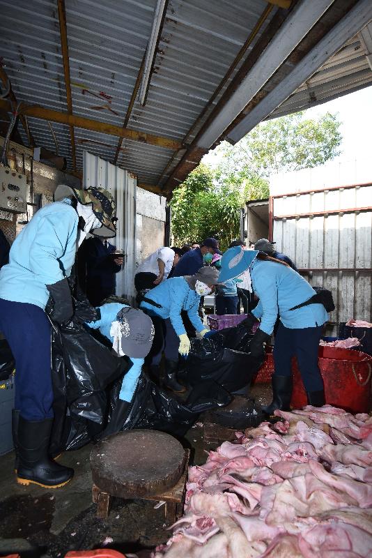 The Food and Environmental Hygiene Department raided an unlicensed food factory on Hung To Road, Chau Tau, Lok Ma Chau, Yuen Long today (March 28). Photo shows the seizure of pork head skins and pork scraps.