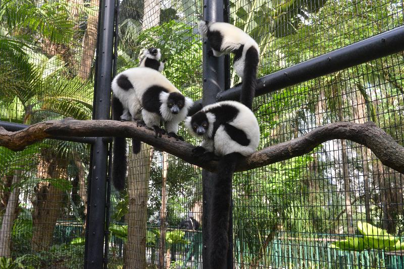 The Hong Kong Zoological and Botanical Gardens (HKZBG) will hold a "Meet-the-Zookeepers" activity on two consecutive days on April 1 and 2. The event will offer members of the public a chance to meet different primates and birds at a close distance. Photo shows black and white ruffed lemurs at the HKZBG.