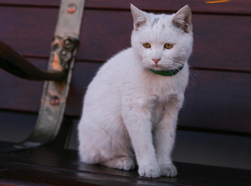 The Leisure and Cultural Services Department will hold two talks entitled "Life in the Palace" and "Kids Corner in the Palace" in late April, to be given by speakers from the Palace Museum. Photo shows a palace cat.