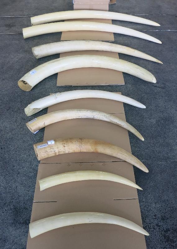 香港海关今日（四月二十一日）在落马洲管制站检获约七十五公斤怀疑象牙，估计市值约一百一十万元。