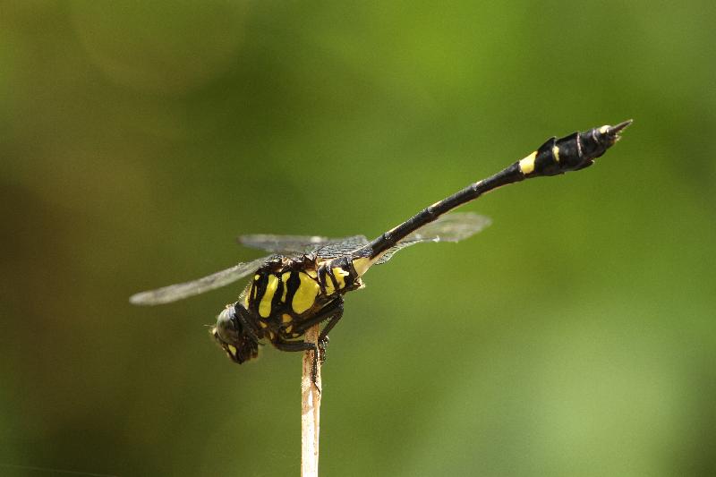 沙罗洞是山林湿地，被誉为蜻蜓天堂，录得的蜻蜓品种数目是全港之冠。图示具保育价值的克氏小叶春蜓。