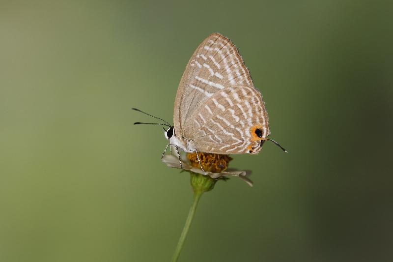 沙罗洞是香港重要的蝴蝶生境。图示本地非常稀有的素雅灰蝶。