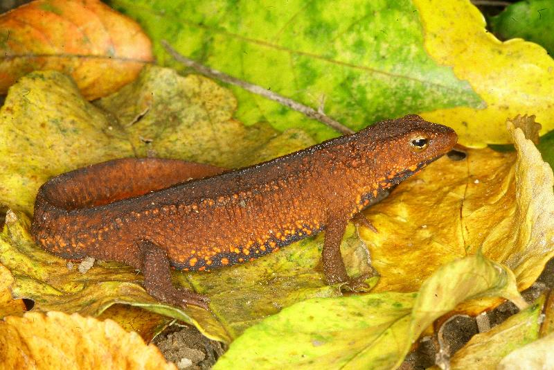 Sha Lo Tung (SLT) offers a prime habitat for freshwater fish, mammals, amphibians, reptiles and birds. Photo shows a Hong Kong newt, which is found in SLT.
