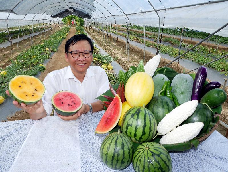 The Agriculture, Fisheries and Conservation Department (AFCD) has invited local farmers' markets to join the annual Local Organic Watermelon Festival this year. Photo shows the Agricultural Officer (Horticulture) of the AFCD, Dr Chen Yi-min, introducing varieties of organic watermelons as well as seasonal farm produce to be highlighted at the festival.