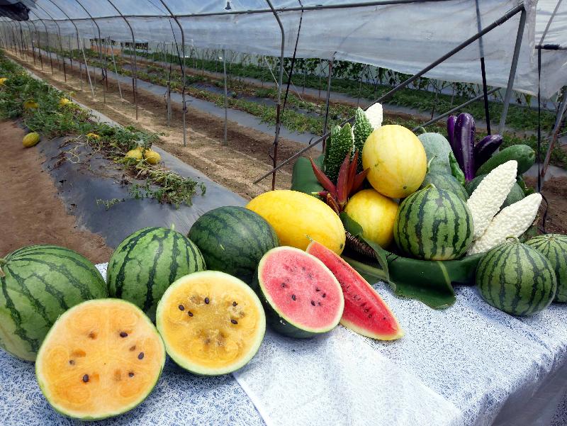 The Agriculture, Fisheries and Conservation Department (AFCD) has invited local farmers' markets to join the annual Local Organic Watermelon Festival this year. Photo shows four varieties of organic watermelon recommended by the AFCD this year, namely (from left) New Orchid, Yellow Orchid, Super Sweet Black Angel 168 and Diana.