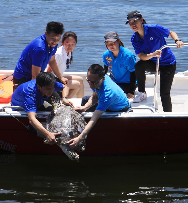 漁 農 自 然 護 理 署 今 日 （ 六 月 二 十 九 日 ） 在 香 港 南 面 水 域 放 流 十 隻 綠 海 龜 及 一 隻 玳 瑁 。 圖 示 玳 瑁 準 備 回 歸 大 海 。 
