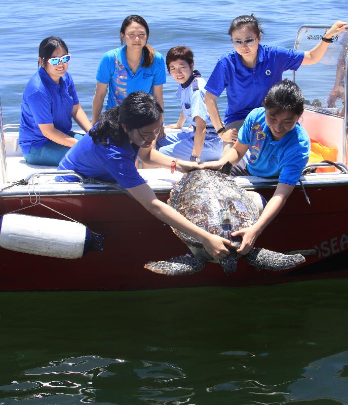 漁 農 自 然 護 理 署 今 日 （ 六 月 二 十 九 日 ） 在 香 港 南 面 水 域 放 流 十 隻 綠 海 龜 及 一 隻 玳 瑁 。 圖 示 一 隻 綠 海 龜 重 回 大 海 生 活 。 