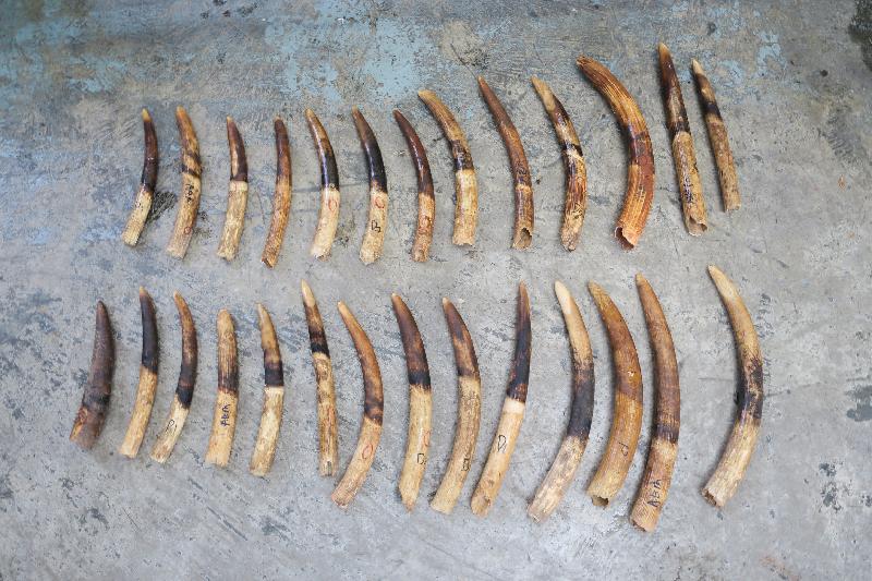 Hong Kong Customs seized about 7 200 kilograms of ivory tusks with an estimated market value of about $72 million on July 4 in a container from Malaysia at the Kwai Chung Customhouse Cargo Examination Compound.