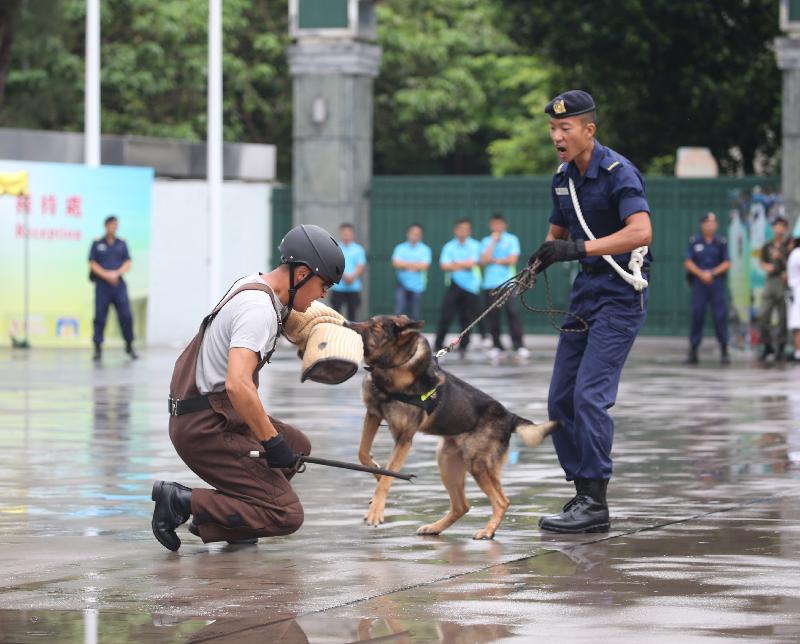 「赤柱監獄八十載」開放日今日（七月八日）舉行，圖示警衞犬隊的表演。
