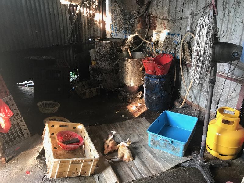 食物环境卫生署今日（八月十一日）上午联同渔农自然护理署人员采取突击行动，在元朗白沙村捣破一无牌食物制造工场。