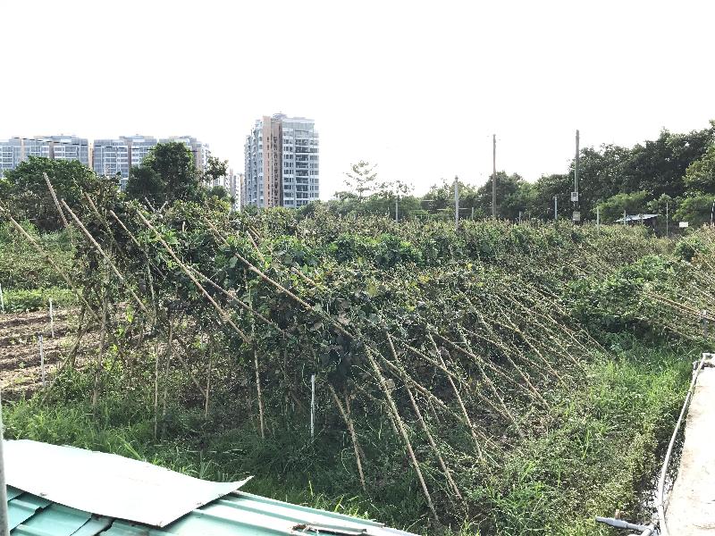 漁農自然護理署署長梁肇輝博士今日（八月二十四日）下午視察受颱風天鴿影響的農田及魚塘。圖示一個位於逢吉鄉的農田受颱風影響，損毀嚴重。