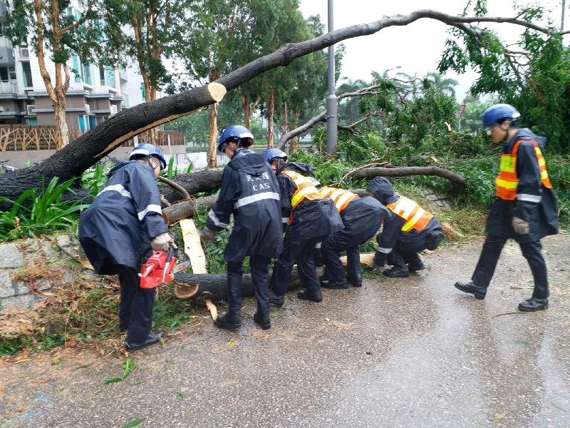 Civil Aid Service members remove fallen trees after Typhoon Pakhar.