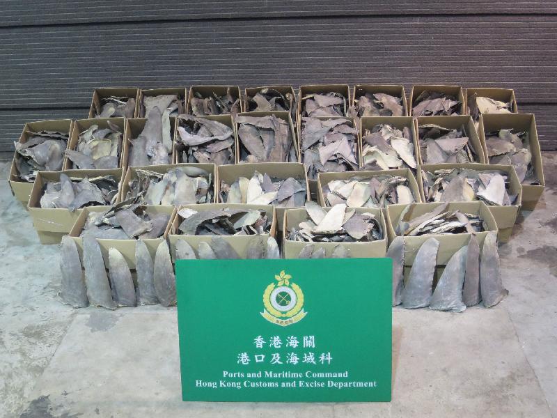 Hong Kong Customs today (September 18) seized about 350 kilograms of dried shark fins of suspected scheduled hammerhead sharks and oceanic whitetip sharks with an estimated market value of about $280,000 from a container at Tsing Yi Cargo Examination Compound. 