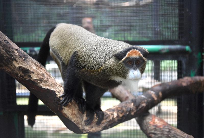 香港動植物公園十月一日及二日一連兩日舉辦「動物護理聚談」活動，市民可以近距離觀賞不同的靈長類動物和雀鳥。圖為園內的白臀長尾猴。