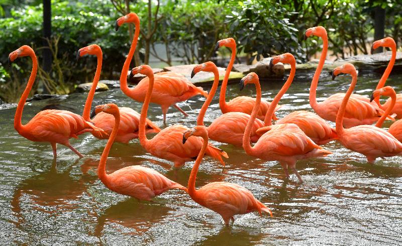 香港動植物公園十月一日及二日一連兩日舉辦「動物護理聚談」活動，市民可以近距離觀賞不同的靈長類動物和雀鳥。圖為園內的美洲紅鸛。