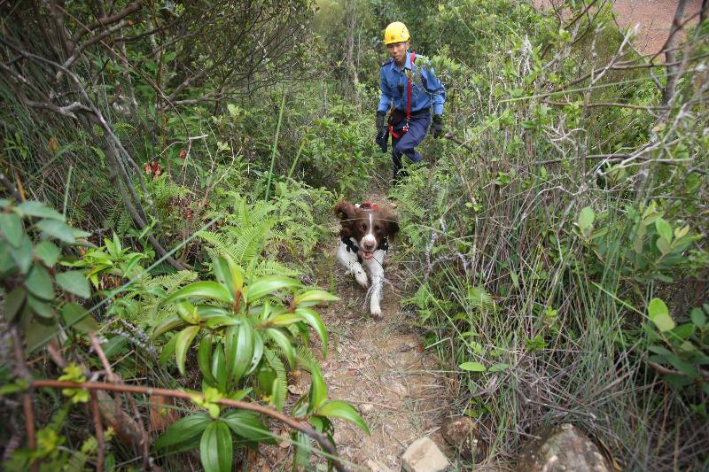 消防处派出搜索犬参与今日（十月十九日）举行的跨部门山火暨攀山拯救行动演习。
