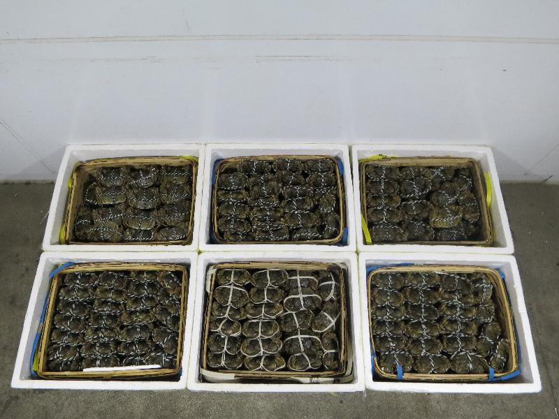 The Customs and Excise Department yesterday (October 19) during a joint operation with the Food and Environmental Hygiene Department seized 438 suspected smuggled hairy crabs with an estimated market value of about $30,000 at Lok Ma Chau Control Point. 