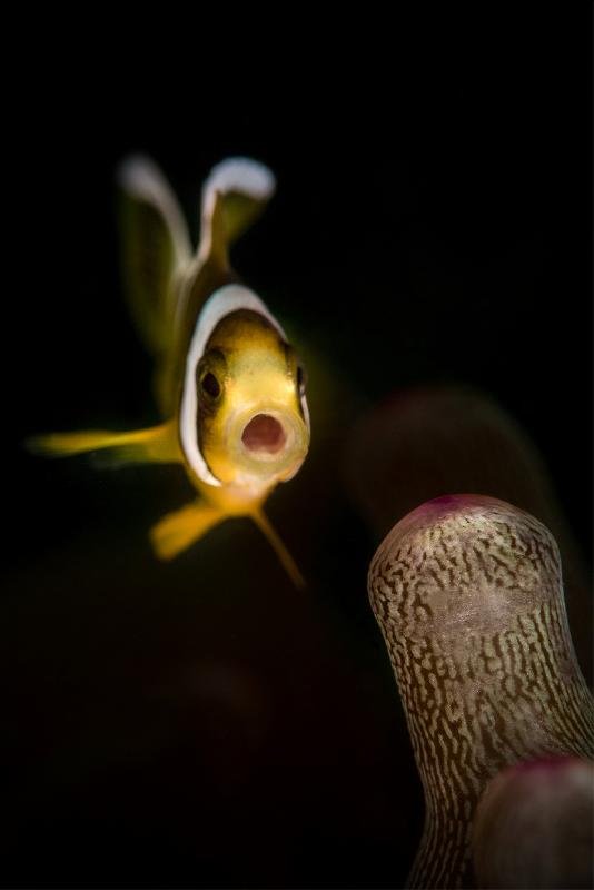 The Hong Kong Underwater Photo and Video Competition 2017 jointly organised by the Agriculture, Fisheries and Conservation Department and the Hong Kong Underwater Association concluded successfully with an award presentation held today (October 21). "I am tiny but I yawn big", taken by Vania Kam off Tsim Chau, won the third prize in the Macro and Close-up Group.