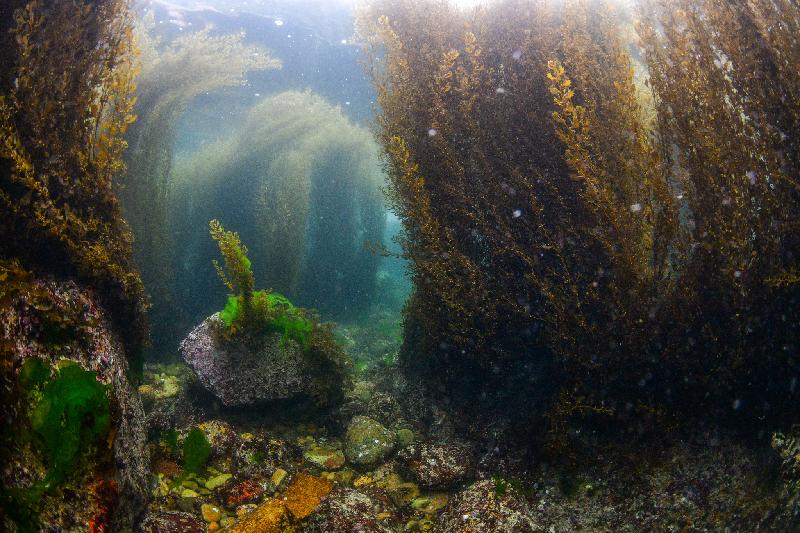 The Hong Kong Underwater Photo and Video Competition 2017 jointly organised by the Agriculture, Fisheries and Conservation Department and the Hong Kong Underwater Association concluded successfully with an award presentation held today (October 21). This photo of sargassum taken by Au Wai-chi at Lung Ha Wan, Sai Kung, won the second prize in the Standard and Wide Angle Group.