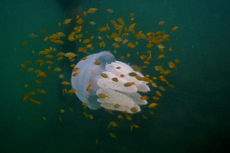 The Hong Kong Underwater Photo and Video Competition 2017 jointly organised by the Agriculture, Fisheries and Conservation Department and the Hong Kong Underwater Association concluded successfully with an award presentation held today (October 21). This photo of a jellyfish taken by Mabel Kwok off Hoi Ha Wan, won the Special Prize for Junior Underwater Photographer in the Standard and Wide Angle Group.