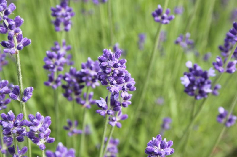 The Leisure and Cultural Services Department will hold a horticulture education exhibition entitled "Fragrant Plants" and related activities this weekend (November 4 and 5) at the Arcade of Kowloon Park. Admission is free. All are welcome. Descriptive display panels will enable visitors to learn more about fragrant plants and their uses. Photo shows lavender, one of the common species of fragrant plants.