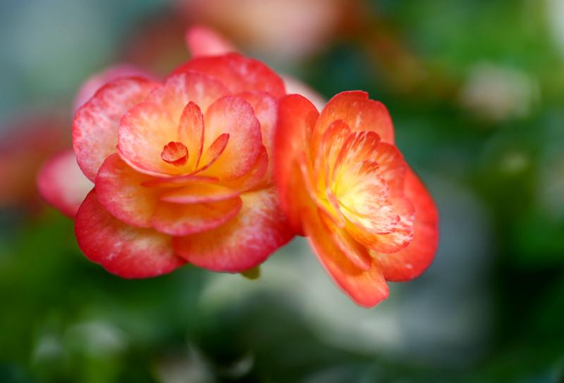 From December 1, about 300 begonias with a rich variety will be displayed at a thematic exhibition to be held at the Display Plant House of the Forsgate Conservatory in Hong Kong Park managed by the Leisure and Cultural Services Department. Photo shows Begonia rieger in bright colours.