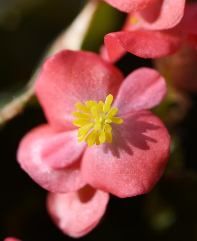 From December 1, about 300 begonias with a rich variety will be displayed at a thematic exhibition to be held at the Display Plant House of the Forsgate Conservatory in Hong Kong Park managed by the Leisure and Cultural Services Department. Photo shows Begonia cucullata.