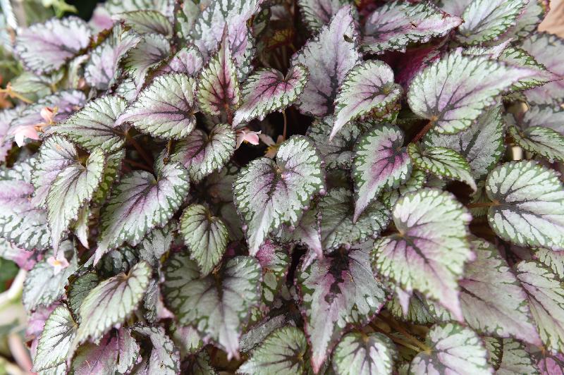 From December 1, about 300 begonias with a rich variety will be displayed at a thematic exhibition to be held at the Display Plant House of the Forsgate Conservatory in Hong Kong Park managed by the Leisure and Cultural Services Department. Photo shows Begonia rex-cultorum with a layering hue pattern.