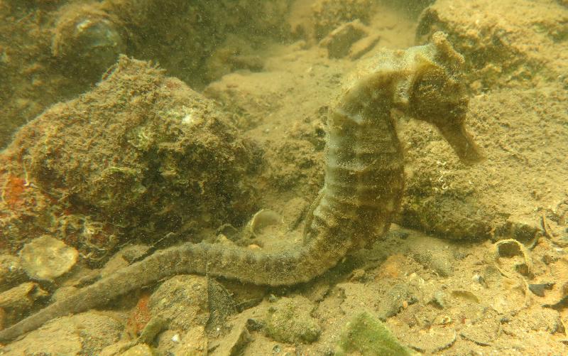 The Agriculture, Fisheries and Conservation Department announced today (December 2) that the Hong Kong Reef Check 2017 showed that local corals are generally in a healthy and stable condition and exhibit a rich diversity of fauna species. Photo shows spotted seahorse, an indicator species, at Au Yue Tsui.