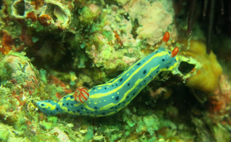 The Agriculture, Fisheries and Conservation Department announced today (December 2) that the Hong Kong Reef Check 2017 showed that local corals are generally in a healthy and stable condition and exhibit a rich diversity of fauna species. Photo shows nudibranch, an indicator species, at Long Ke Wan.