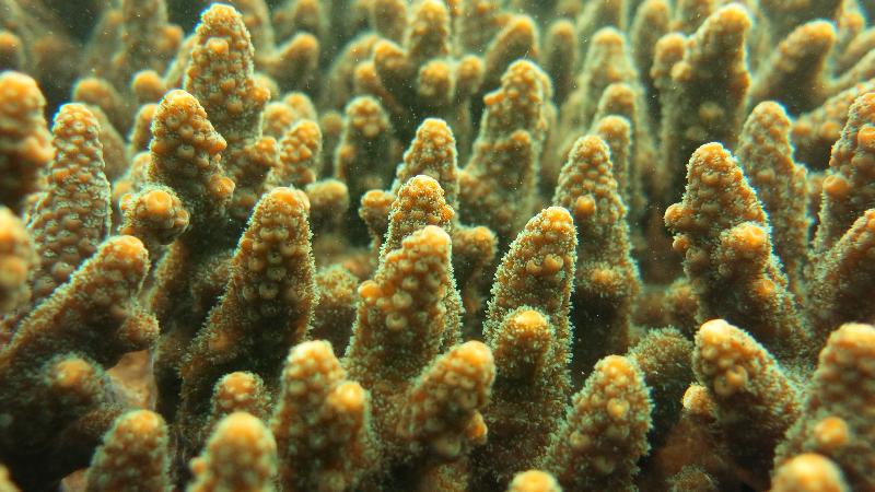 The Agriculture, Fisheries and Conservation Department announced today (December 2) that the Hong Kong Reef Check 2017 showed that local corals are generally in a healthy and stable condition and exhibit a rich diversity of fauna species. Photo shows Acropora sp. at Bluff Island.