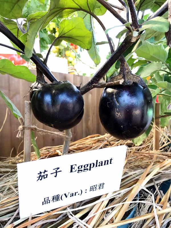 The three-day FarmFest 2018 is being held at Fa Hui Park in Mong Kok from today (January 12) to January 14 to showcase a wide variety of local agricultural and fisheries products and other related goods. Photo shows the eggplant named Fullness, featuring a spherical shape, purple-black skin and finely textured flesh.
