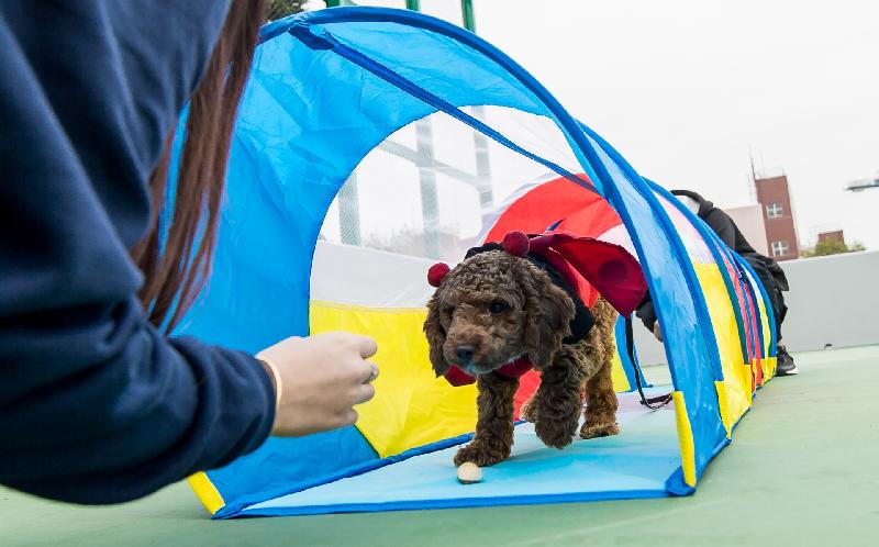 「有你宠爱」狗狗领养嘉年华本周末（一月二十日和二十一日）在荔枝角公园一期足球场举行。图示往届嘉年华的狗只游乐场。