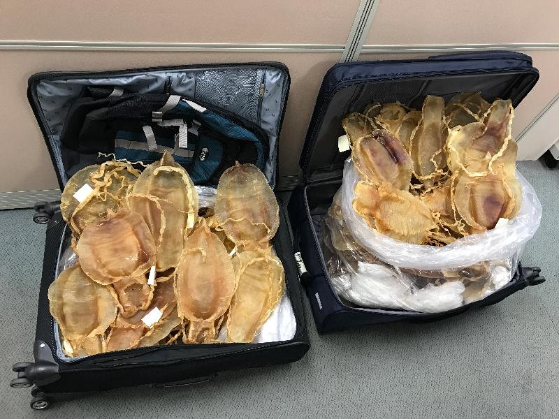 兩 名 旅 客 因 走 私 加 利 福 尼 亞 灣 石 首 魚 花 膠 ， 違 反 《 保 護 瀕 危 動 植 物 物 種 條 例 》 ， 今 日 （ 二 月 六 日 ） 在 西 九 龍 裁 判 法 院 被 判 罪 名 成 立 。 圖 示 從 該 兩 名 旅 客 的 兩 個 寄 艙 行 李 箱 內 檢 獲 的 加 利 福 尼 亞 灣 石 首 魚 花 膠 。 