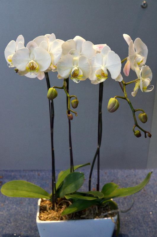 The Agriculture, Fisheries and Conservation Department and Hong Kong Customs today (February 9) reminded travellers not to bring endangered species into Hong Kong without a required licence when returning from visits to other places. Import and export of all orchid species are regulated under an international convention. Members of the public must not bring orchids into Hong Kong when returning from visits to other places unless the relevant licence has been acquired. Photo shows a moth orchid.