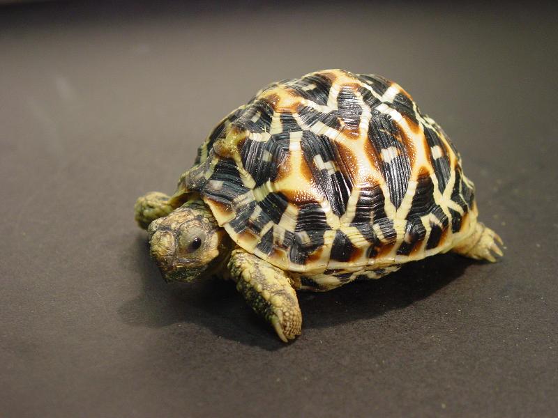 The Agriculture, Fisheries and Conservation Department and Hong Kong Customs today (February 9) reminded travellers not to bring endangered species into Hong Kong without a required licence when returning from visits to other places. Photo shows an Indian star tortoise (Geochelone elegans).