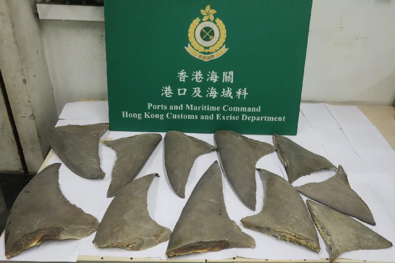 香港海关于农历新年前夕及期间加强执法，致力打击节日期间的跨境走私活动。图示检获的怀疑受管制鱼翅。