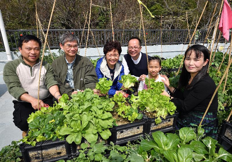 The Chief Executive, Mrs Carrie Lam, attended a New Year Feast this afternoon (February 25) with dozens of residents of the Light Housing project in Sham Tseng to extend her Chinese New Year greetings to them. Picture shows Mrs Lam (third left) harvesting lettuces grown by the residents on the rooftop farm for the "lo hei" ceremony.