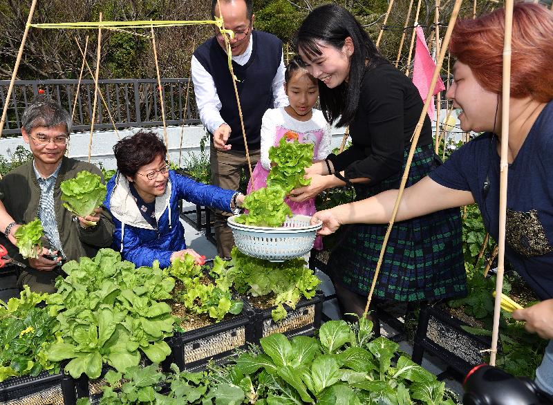 The Chief Executive, Mrs Carrie Lam, attended a New Year Feast this afternoon (February 25) with dozens of residents of the Light Housing project in Sham Tseng to extend her Chinese New Year greetings to them. Picture shows Mrs Lam (second left) harvesting lettuces grown by the residents on the rooftop farm for the "lo hei" ceremony.
