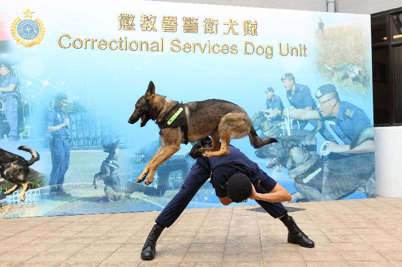 懲教署今日（二月二十七日）舉行周年記者會，回顧該署去年的工作。圖示懲教署警衞犬隊領犬員及昆明犬示範不同動作。




