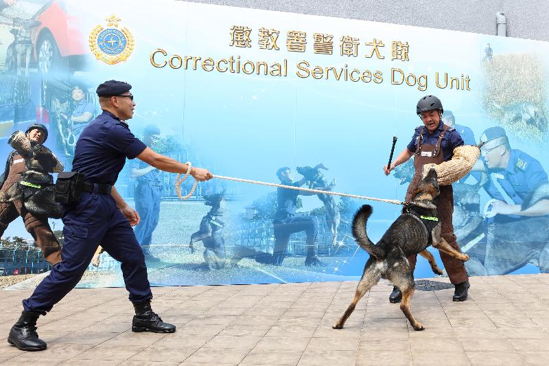 懲教署今日（二月二十七日）舉行周年記者會，回顧該署去年的工作。圖示懲教署警衞犬隊領犬員及昆明犬示範不同動作。



