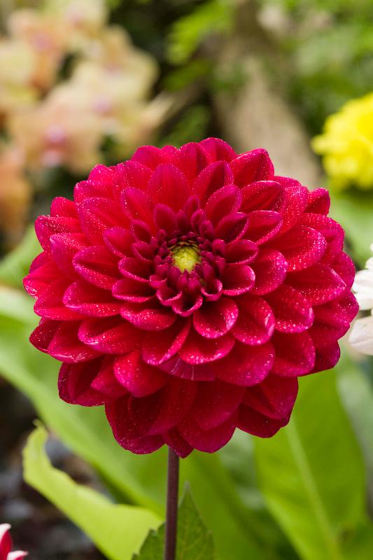 香港花卉展览三月十六至二十五日在维多利亚公园举行，今年采用色彩绚丽、花形多姿的大丽花为主题花。
