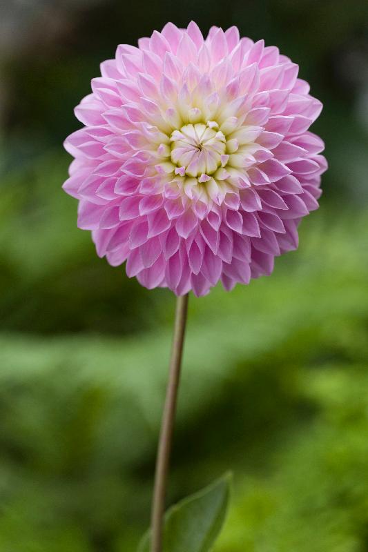香港花卉展覽三月十六至二十五日在維多利亞公園舉行，以大麗花為主題花。大麗花原產於中美洲墨西哥，也見於鄰國危地馬拉。